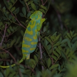 Afrikaanse Kameleon Afrikaanse Kameleon