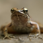 Griekse Beekkikker Griekse Beekkikker