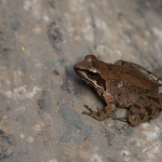 Griekse Beekkikker Griekse Beekkikker