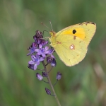 Oranje Luzernevlinder Oranje Luzernevlinder