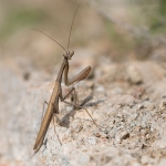 Europese Bidsprinkhaan Europese Bidsprinkhaan