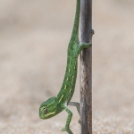 Afrikaanse Kameleon Afrikaanse Kameleon