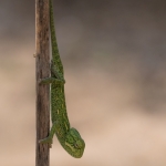 Afrikaanse Kameleon Afrikaanse Kameleon