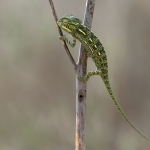 Afrikaanse Kameleon Afrikaanse Kameleon