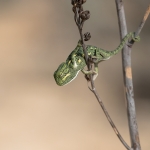 Afrikaanse Kameleon Afrikaanse Kameleon