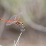 Zwervende Heidelibel Zwervende Heidelibel