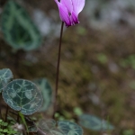 Griekse Cyclaam Griekse Cyclaam