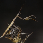 Europese Bidsprinkhaan Europese Bidsprinkhaan