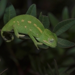 Afrikaanse Kameleon Afrikaanse Kameleon