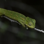 Afrikaanse Kameleon Afrikaanse Kameleon