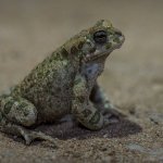 Groene Pad Groene Pad