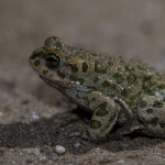 Groene Pad Groene Pad