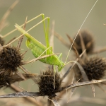Witsprietsikkelsprinkhaan Witsprietsikkelsprinkhaan