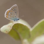 Icarusblauwtje Icarusblauwtje