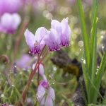 Napolitaanse Cyclaam Napolitaanse Cyclaam