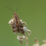 Panorpa rufostigma Panorpa rufostigma