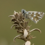 Breton's Spikkeldikkopje Breton's Spikkeldikkopje
