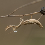 Ameles decolor Ameles decolor