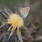 Esparcette Blauwtje Esparcette Blauwtje