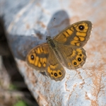 Argusvlinder Argusvlinder