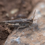 Gewoon Stipschild Gewoon Stipschild