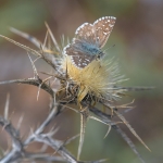 Groot Spikkeldikkopje Groot Spikkeldikkopje