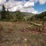 Europese Bidsprinkhaan Europese Bidsprinkhaan