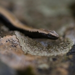 Peloponnesoshazelworm Peloponnesoshazelworm