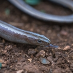 Peloponnesoshazelworm Peloponnesoshazelworm