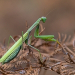 Europese Bidsprinkhaan Europese Bidsprinkhaan