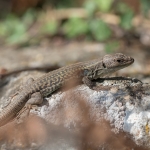 Peloponnesoshagedis  Peloponnesoshagedis