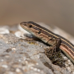 Peloponnesoshagedis  Peloponnesoshagedis