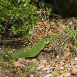 Balkan Smaragdhagedis Balkan Smaragdhagedis