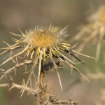 Geclusterde Driedistel Geclusterde Driedistel