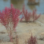 Kortarige Zeekraal Kortarige Zeekraal