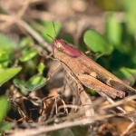 Plompe Groenvleugel Plompe Groenvleugel