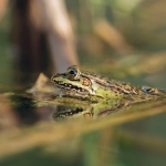 Epirusmeerkikker Epirusmeerkikker