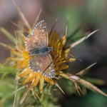Groot Spikkeldikkopje Groot Spikkeldikkopje
