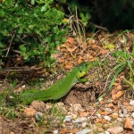 Balkan Smaragdhagedis Balkan Smaragdhagedis