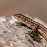 Peloponnesoshagedis  Peloponnesoshagedis