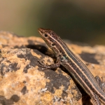 Peloponnesoshagedis  Peloponnesoshagedis