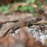 Peloponnesoshagedis  Peloponnesoshagedis