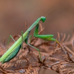 Europese Bidsprinkhaan Europese Bidsprinkhaan