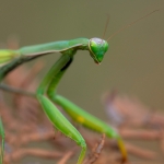 Europese Bidsprinkhaan Europese Bidsprinkhaan