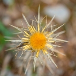 Geclusterde Driedistel Geclusterde Driedistel