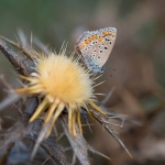 Esparcette Blauwtje Esparcette Blauwtje