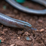 Peloponnesoshazelworm Peloponnesoshazelworm