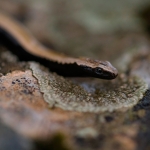 Peloponnesoshazelworm Peloponnesoshazelworm