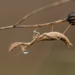 Ameles decolor Ameles decolor