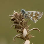 Breton's Spikkeldikkopje Breton's Spikkeldikkopje